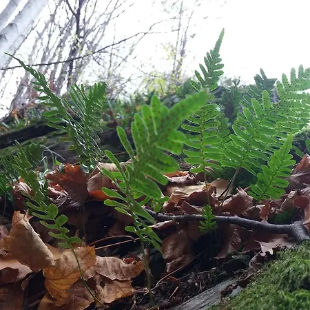 Woodside 417-418 Kopaonik